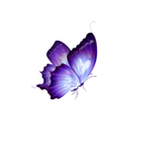 safi779